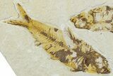 Pair Of Fossil Fish (Knightia) - Wyoming #320393-1